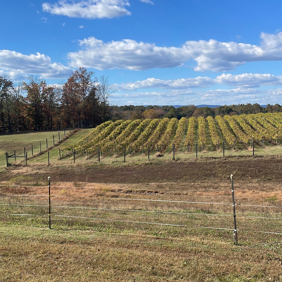 bull run winery 4 