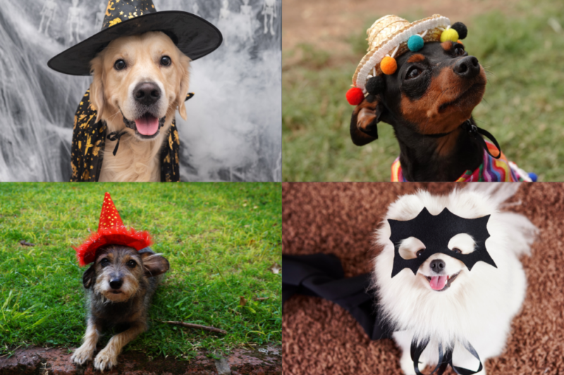 dog halloween nova