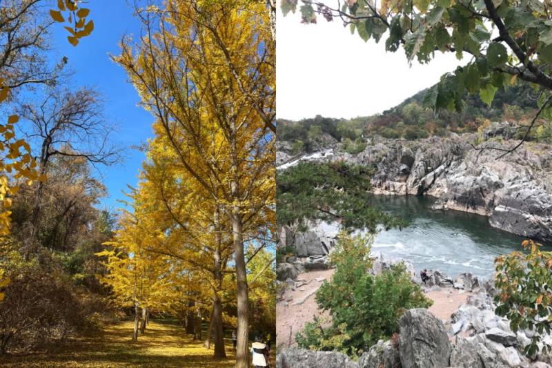 fall foliage northern virginia FI