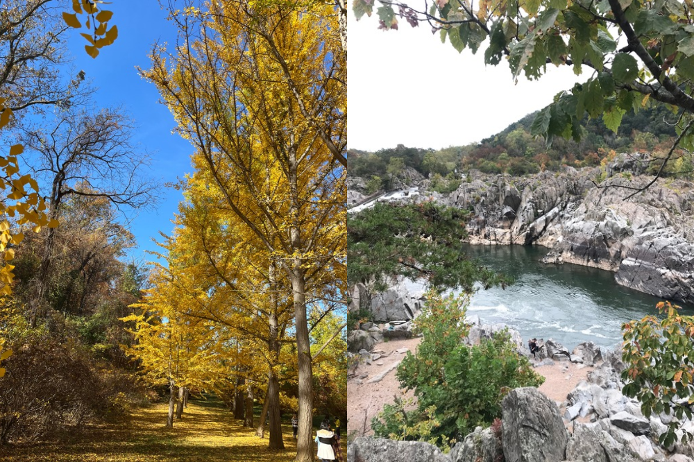 fall foliage northern virginia FI