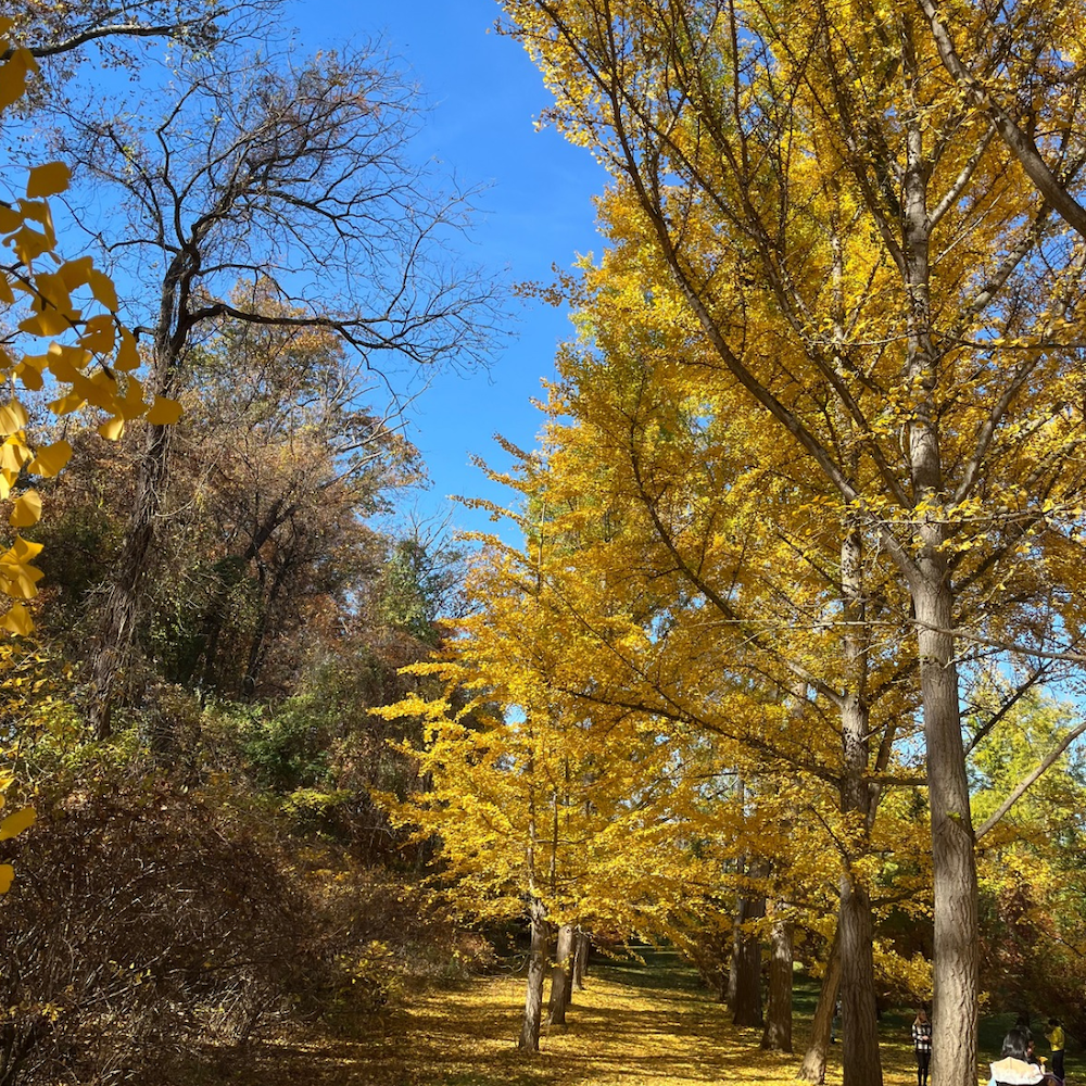 gingkos at blandy farm
