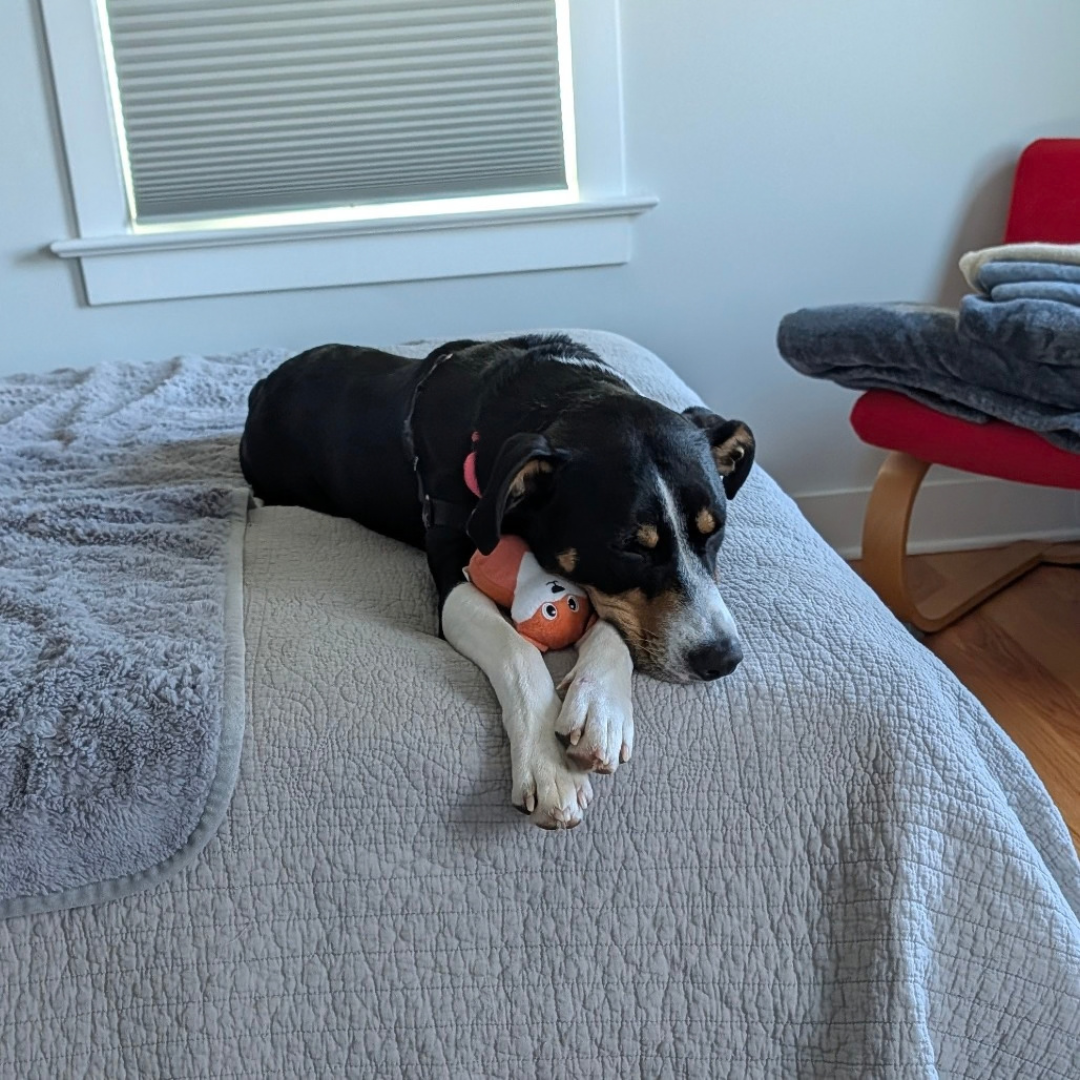 lucy jane 3