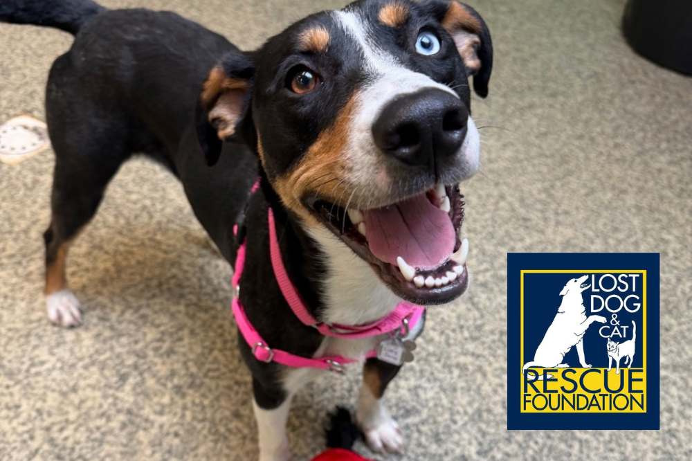meet adoptable lucy jane