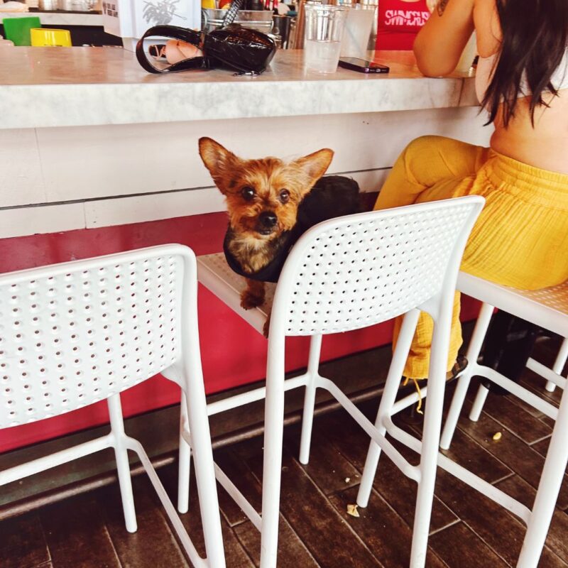 swimcrush pet friendly bar asbury park