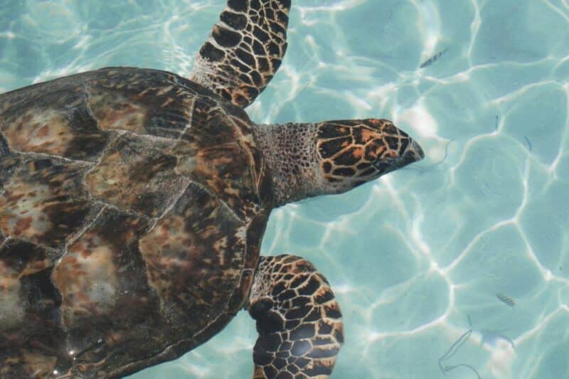 Sara the Turtle Festival