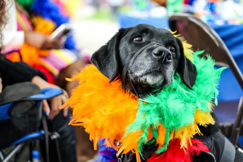 dog costume