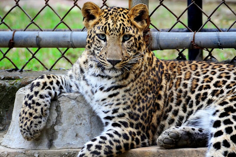 cat zoo