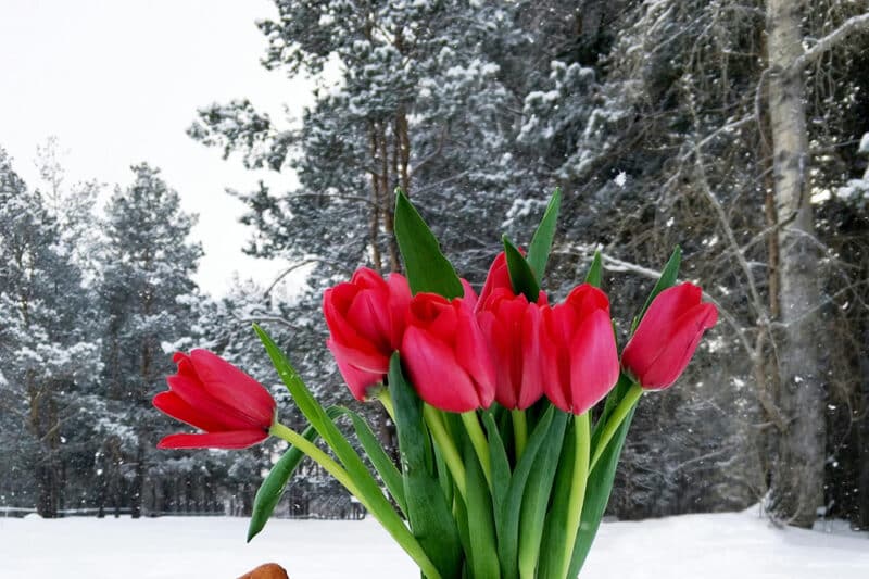 winter tulips