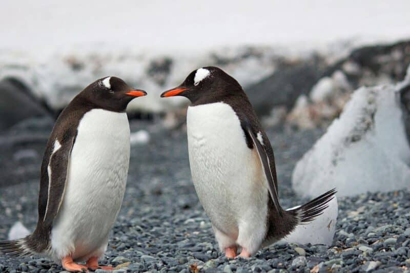 penguin events pexels