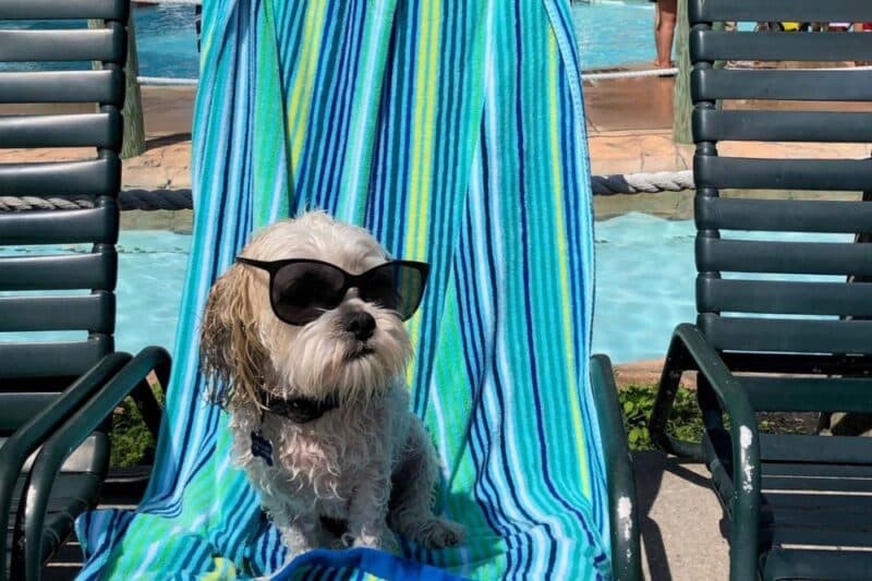 puppapalooza wildwood nj