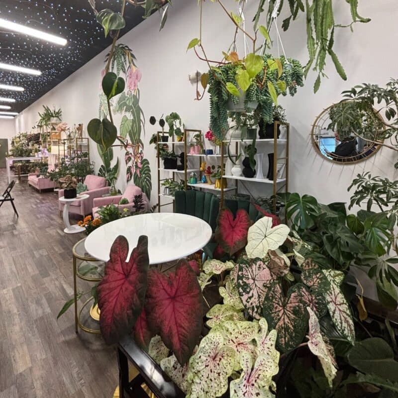 plant ladys house oakhurst