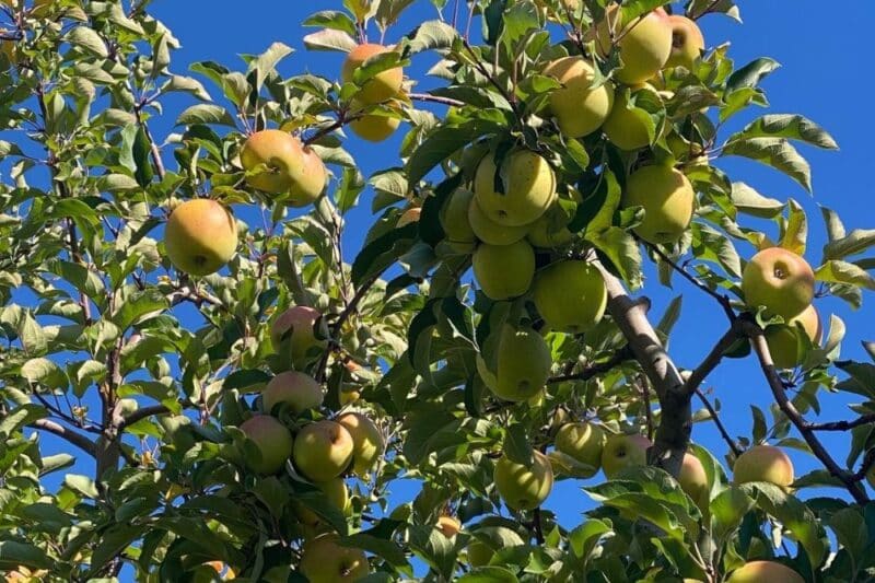 apple pumpkin picking jersey shore nj
