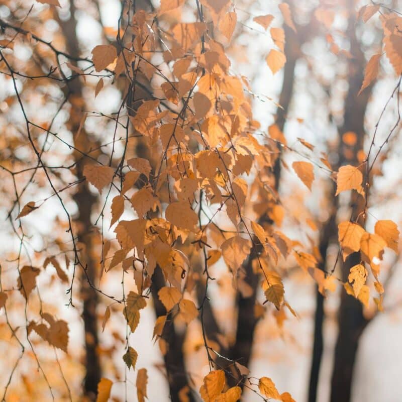 fall foliage jersey shore