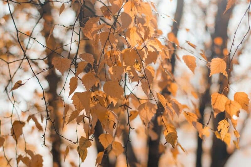 fall foliage jersey shore