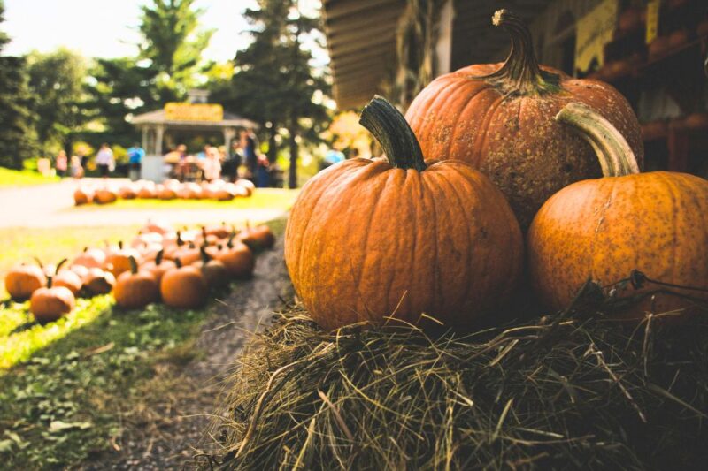 jersey shore fall festivals