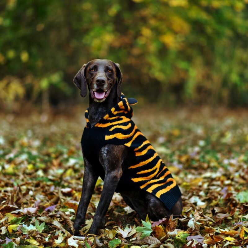 halloween dog contest parades new jersey 2025