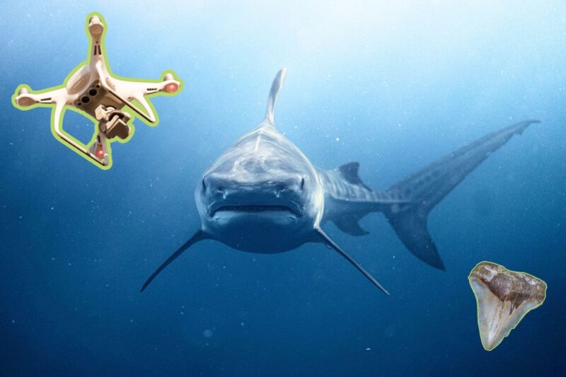jersey shore shark-news drone fishing megalodons sea isle
