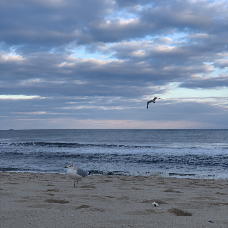 jersey shore beach seagull ocean