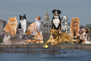 nj pet tax proposal