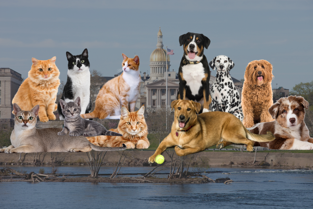 nj pet tax proposal