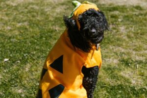 dog halloween costume events nj