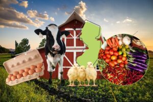 new jersey farms fall produce 2026