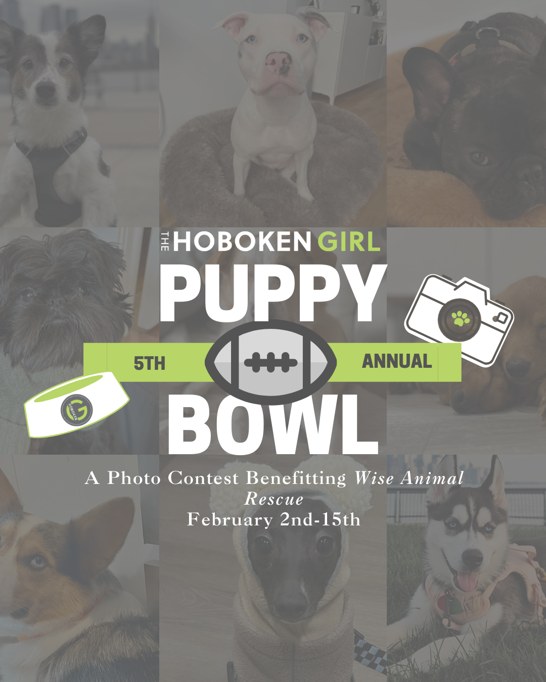 HG puppy bowl 2025