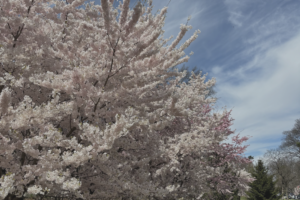 spring festivals new jersey